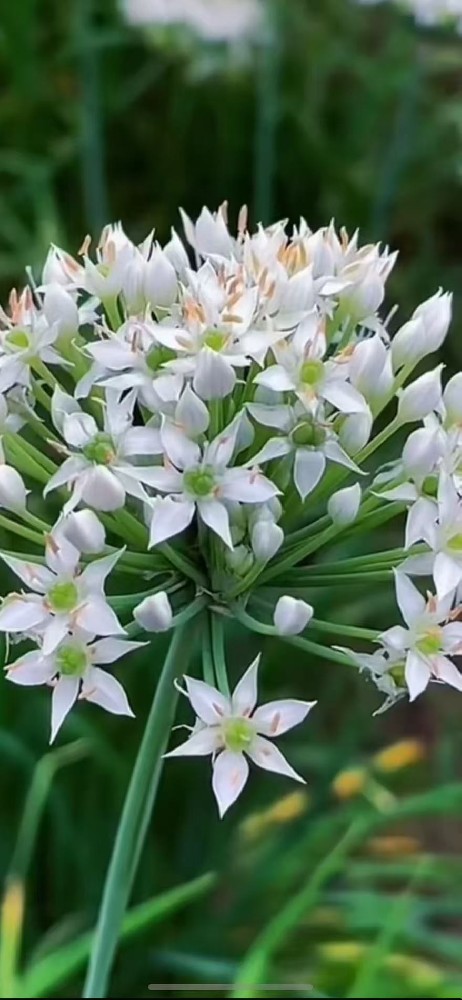 野生韭菜花酱 6 道经典菜谱，山野鲜香不浪费